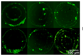 Static calcium (Ca2+) fluorometry for a single multi-curvature pattern