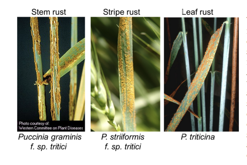 rust resistance genes vs control