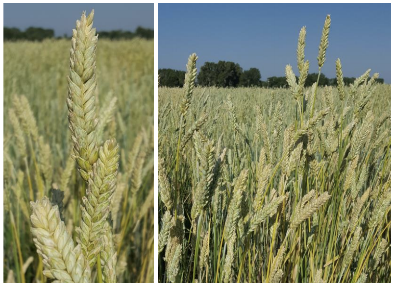 triticale in a field