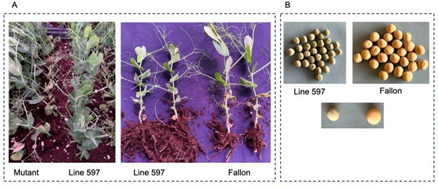 Mutant lines showing some level of resistant to D. pinodes